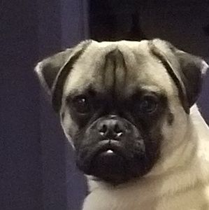 Meet your Posher, Dawn